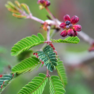 Fairyduster flowers fruit is a velvety pod which curls up and remains on the plants after it opens.  Plants bloom from February to April or May and September and October following summer monsoon rainfall; April to July in Texas. Calliandra eriophylla, Southwest Desert Flora